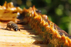Regionaler Bienenpropolis Lösung mit 20% natürlichem Propolis Extrakt